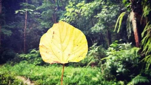 下面湿漉漉的像是刚下过雨的景象：细腻描绘自然之美与情感共鸣