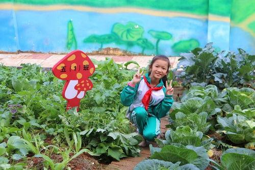 在野外用小雨伞拔萝卜好吗：探讨小雨伞在野外拔萝卜的实用性与技巧